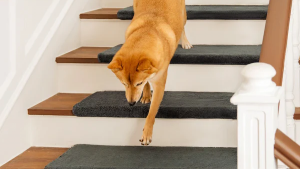 Dog running down stairs with non-slip carpet runners designed for pet-friendly safety.