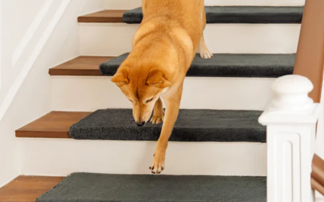 Pet-Friendly Stairs: The Stairs Your Dog Wishes You Had
